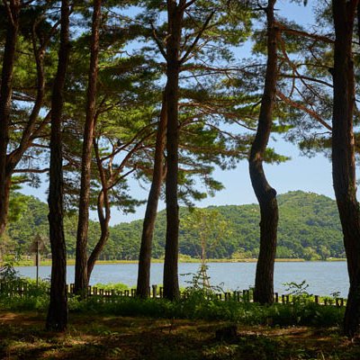 Hwajinpo Geumgang pinetree forest